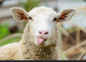 Meet your Posher, Billy